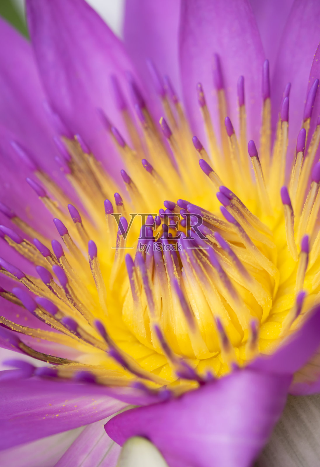 单朵紫色荷花或睡莲的美丽的黄色花粉特写。照片摄影图片