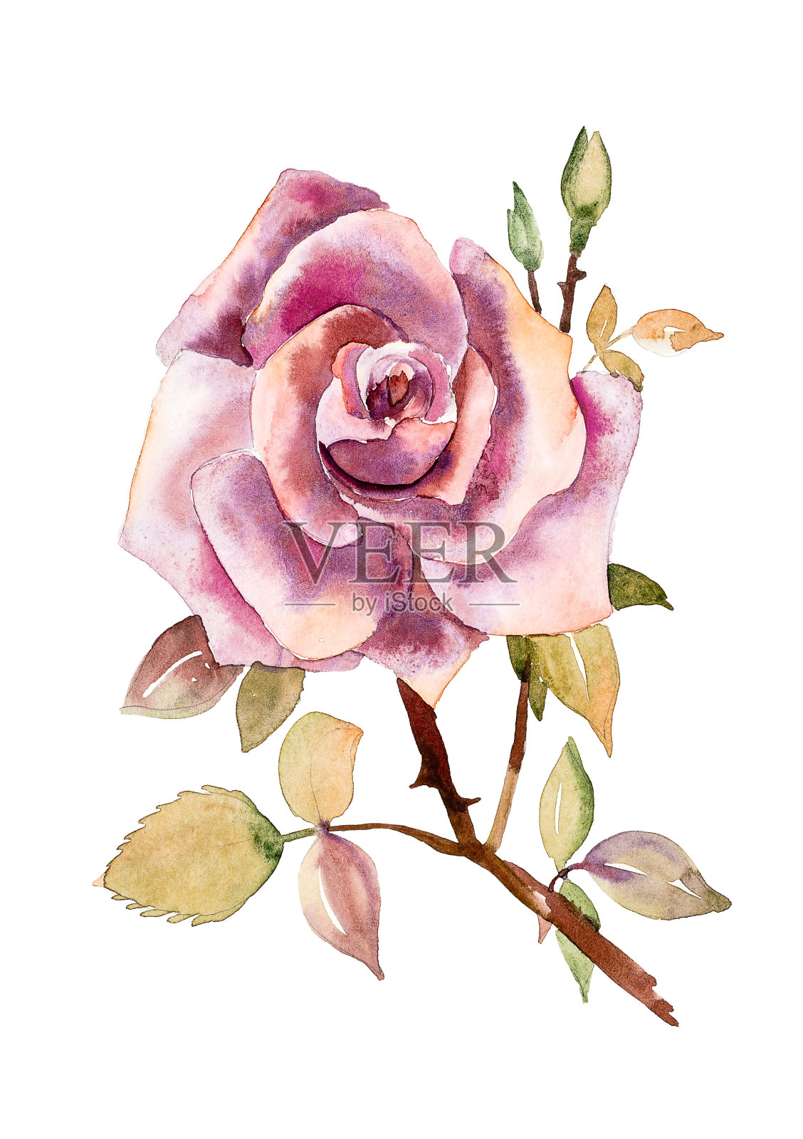 花蕾上的玫瑰，水彩画插画图片素材