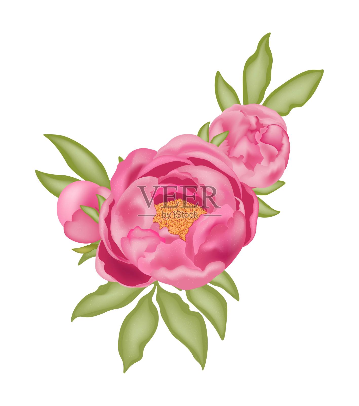 粉红色牡丹，叶和芽都是绿色的，白色背景，带有3D效果，矢量图。设计元素图片