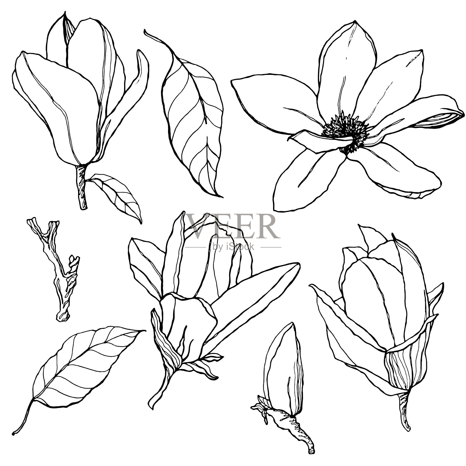 向量花与木兰集。手绘线条艺术花和叶子孤立在白色的背景。春季插图设计，印刷，织物或背景。设计元素图片
