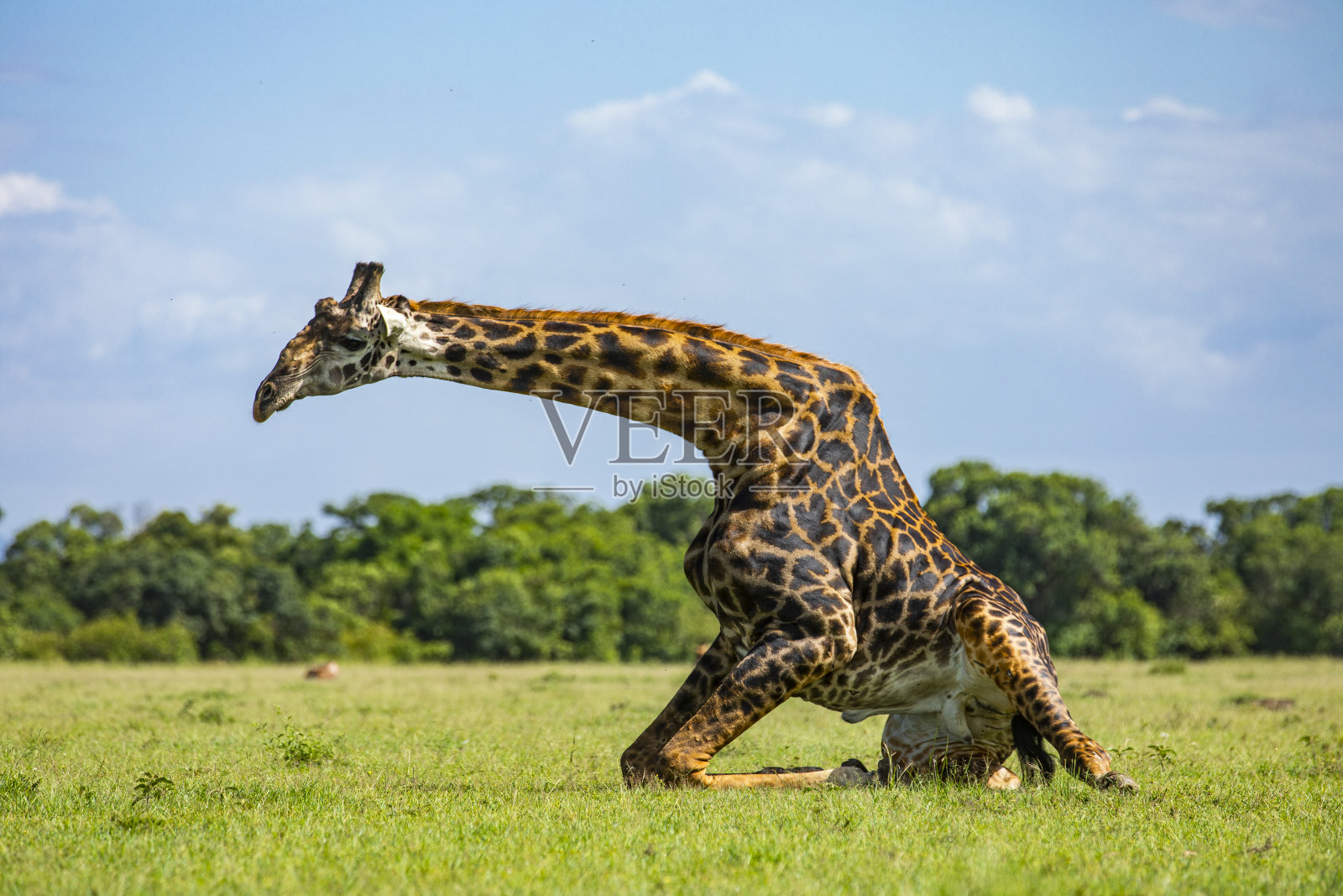 长颈鹿跪在非洲草原的一个阳光明媚的日子照片摄影图片