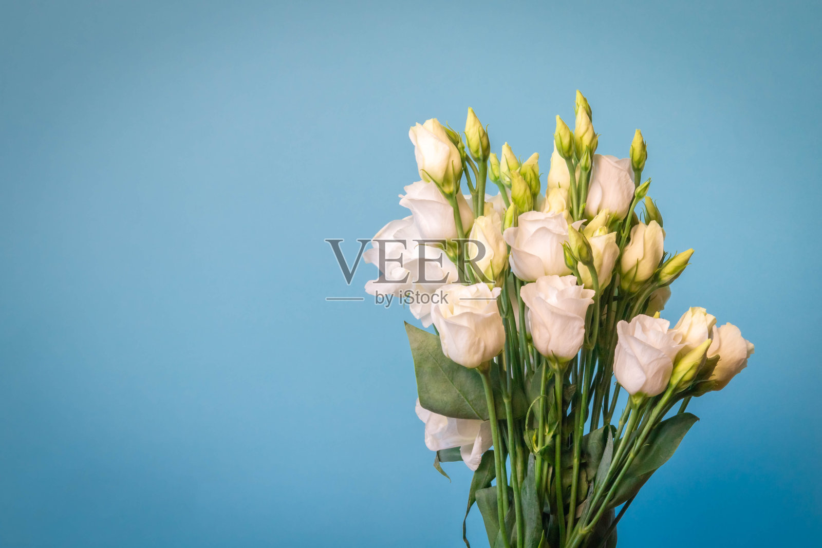 蓝色背景的白玫瑰花束照片摄影图片
