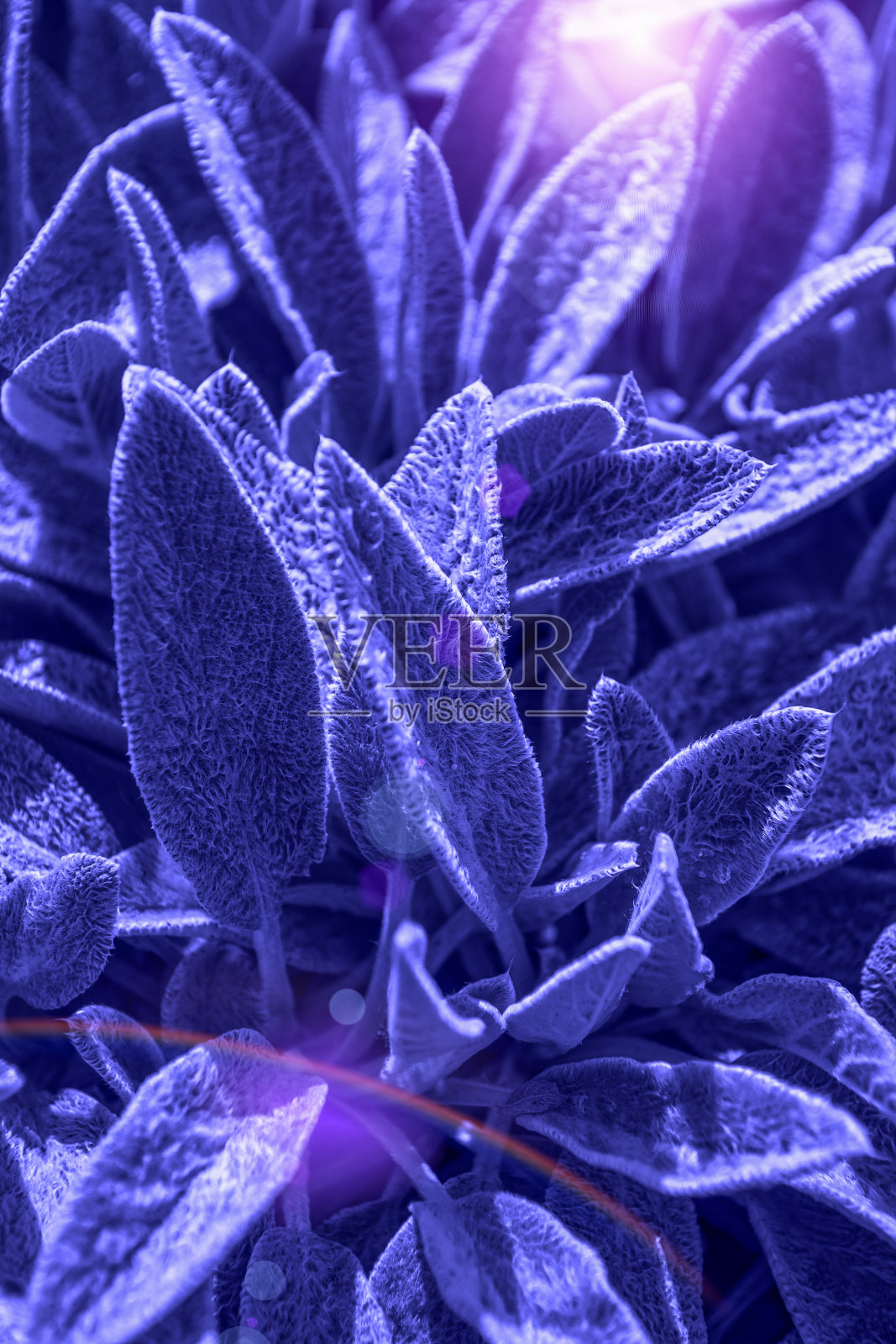 毛状或毛状植物的叶子，使植物背景染成神奇的蓝色照片摄影图片