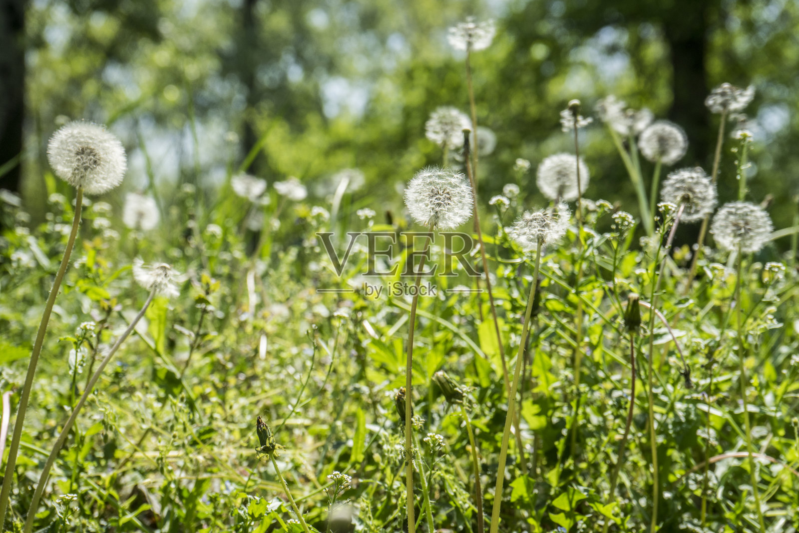 绿油油的草地满是春花——选择性的焦点照片摄影图片