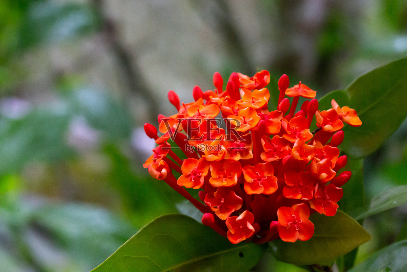 马达加斯加岛上五颜六色的植物和花照片摄影图片