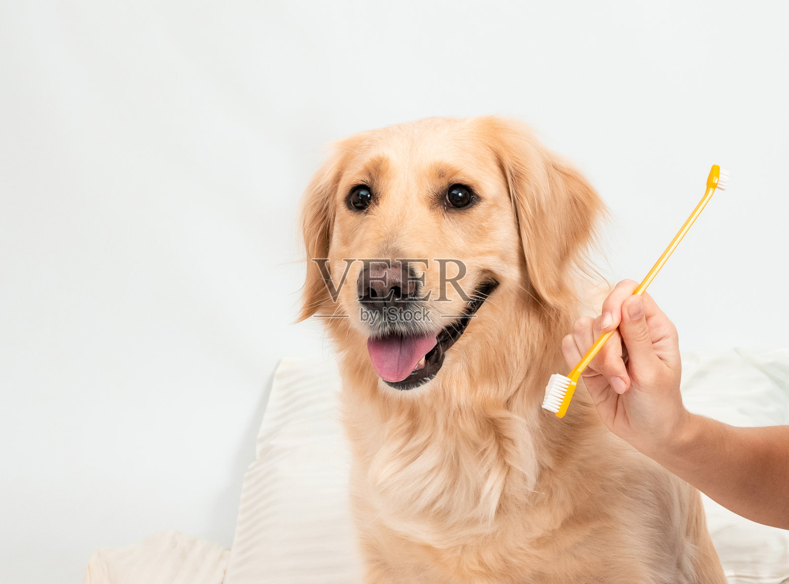白色金毛猎犬准备清洁牙齿在白色的背景照片摄影图片