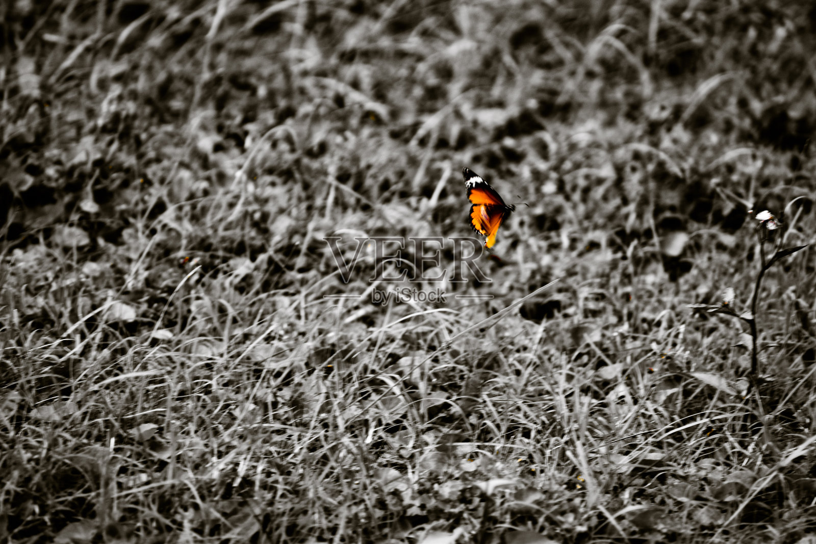 红色的蝴蝶照片摄影图片
