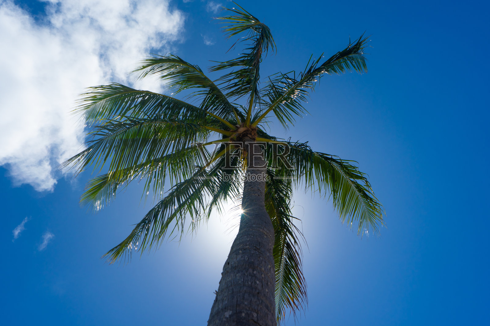 蓝色天空下热带棕榈树的照片照片摄影图片