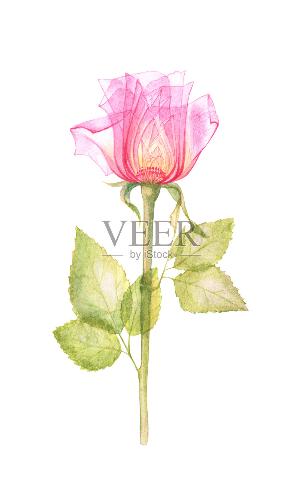 粉红色的透明玫瑰，x光的玫瑰插画图片素材