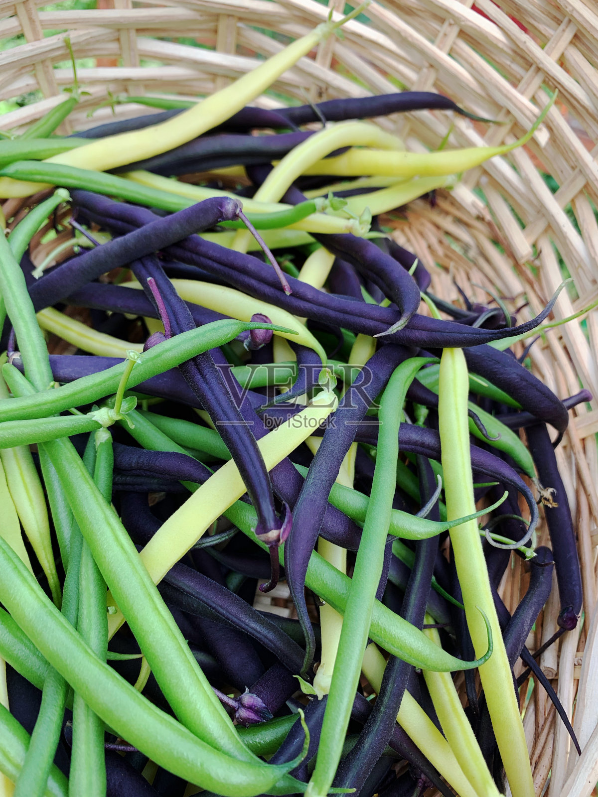 篮新鲜收获的绿色，黄色和紫色的豆从有机花园照片摄影图片