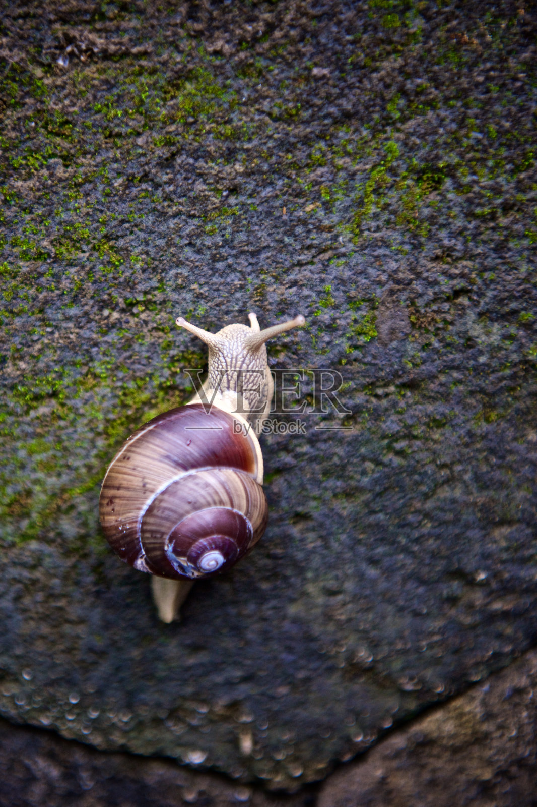 蜗牛爬上巴厘岛的岩壁照片摄影图片