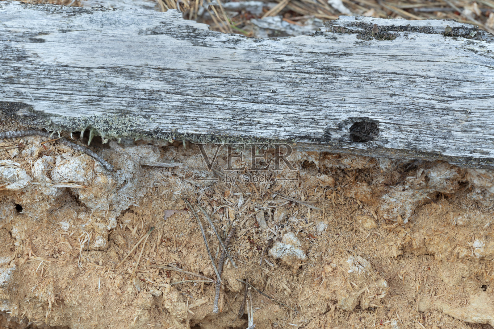 腐烂的松木，这种环境对许多濒危昆虫来说是必不可少的照片摄影图片