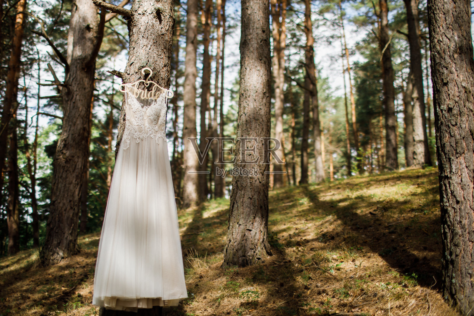 婚纱摄影:蕾丝婚纱挂在一棵常青树上照片摄影图片