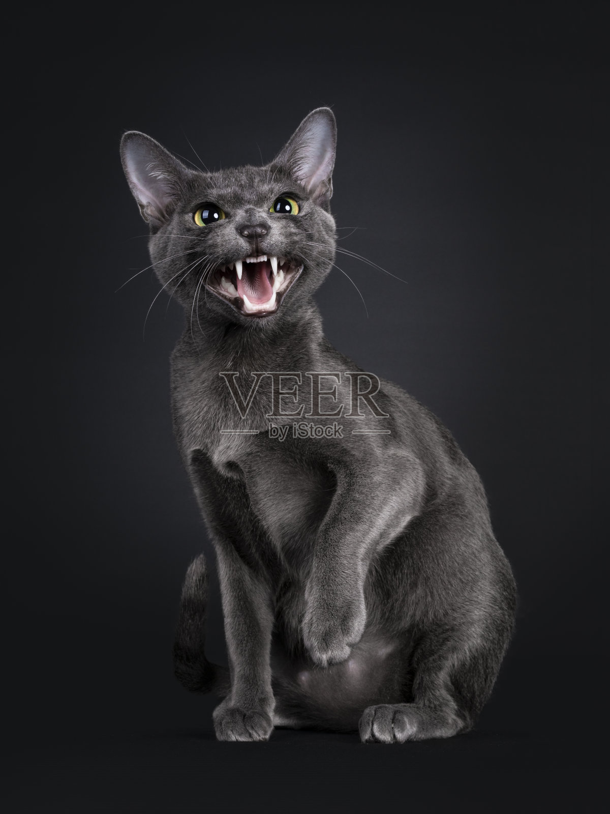 黑色背景上的小克拉特猫照片摄影图片