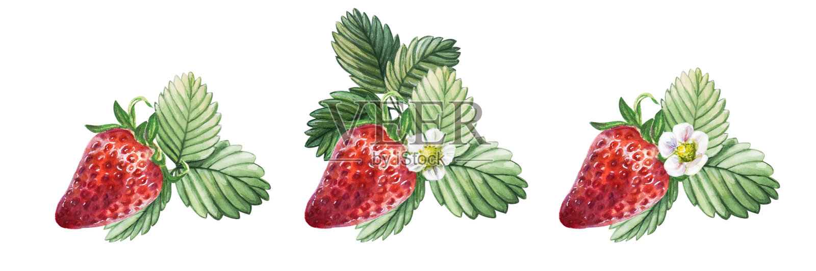 水彩画一套红色多汁的草莓与叶和花。手绘食物插图。水果打印。插画图片素材