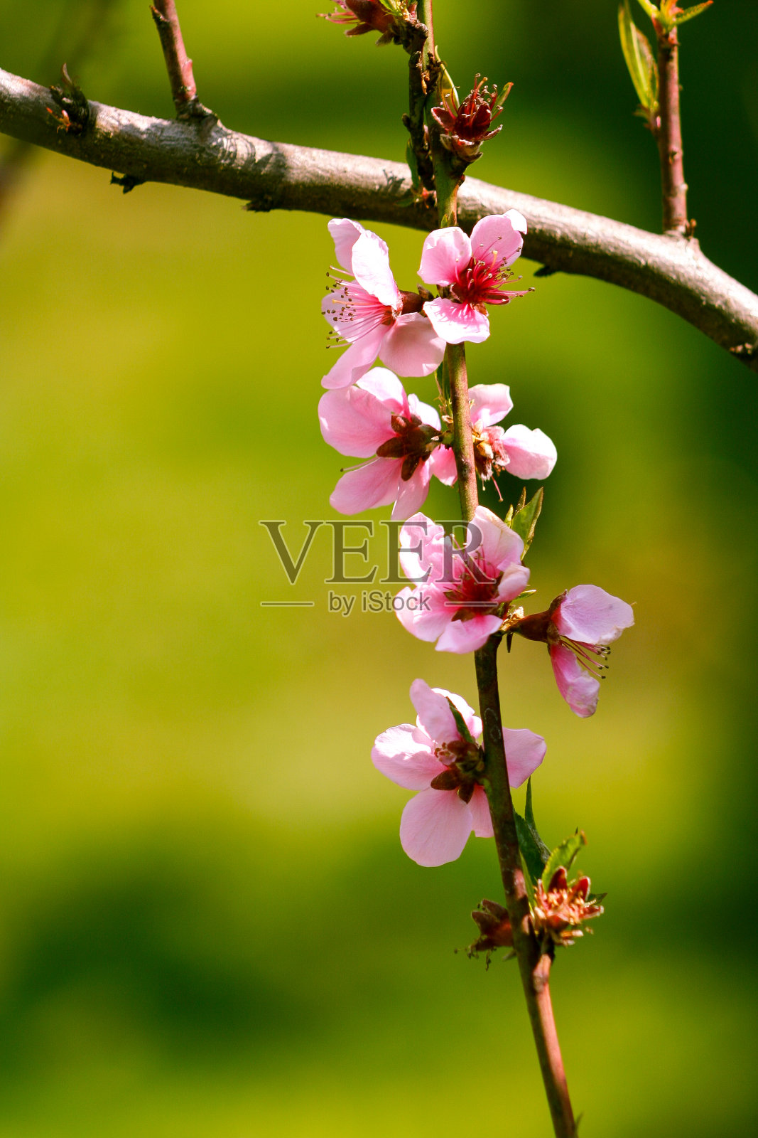 盛开的桃花树。在大自然的绿色背景上盛开的桃花，粉红色的花朵。春天。照片摄影图片