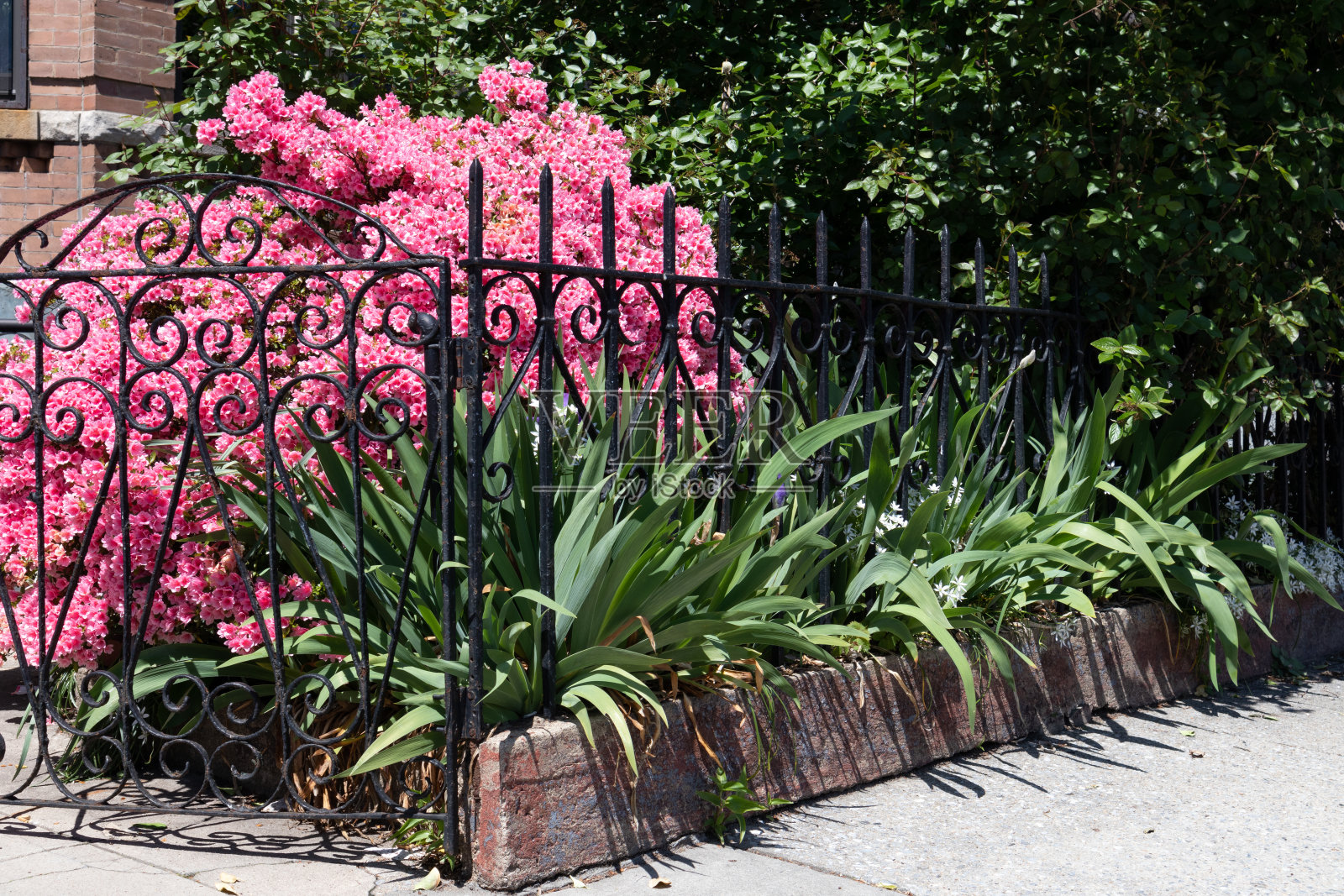 美丽的城市家花园，粉红色的花和栅栏在春天沿着人行道照片摄影图片