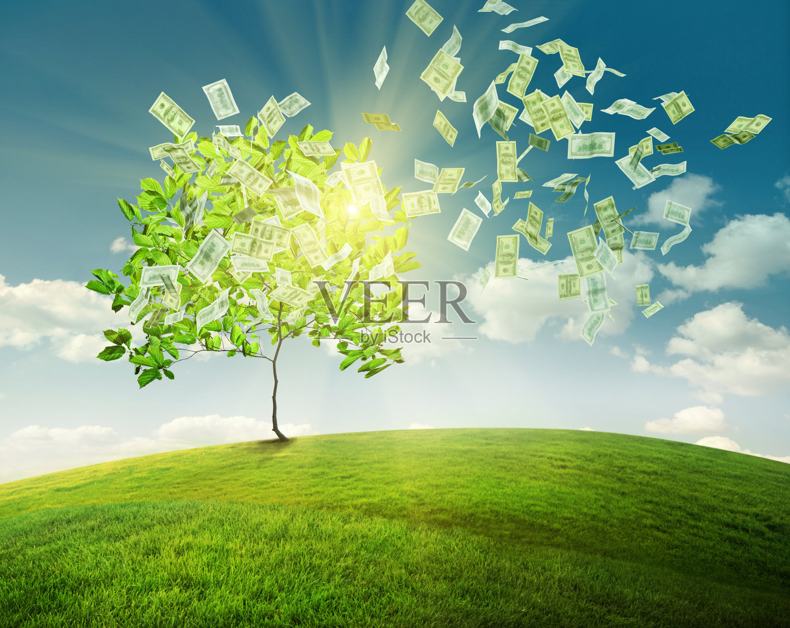 投资钱树概念插图，小树用美元钞票照片摄影图片