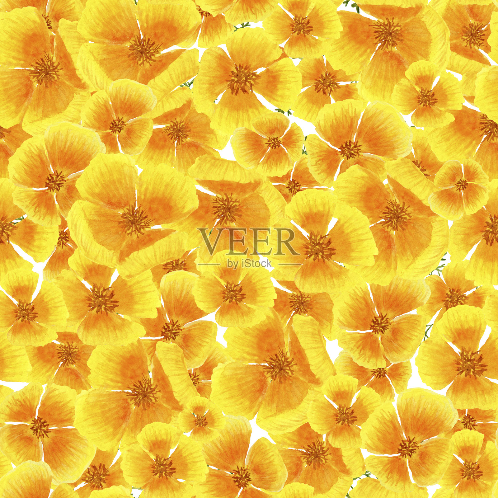 水彩无缝图案的花卉元素，黄色的植物在白色的背景。插图设计,插画图片素材