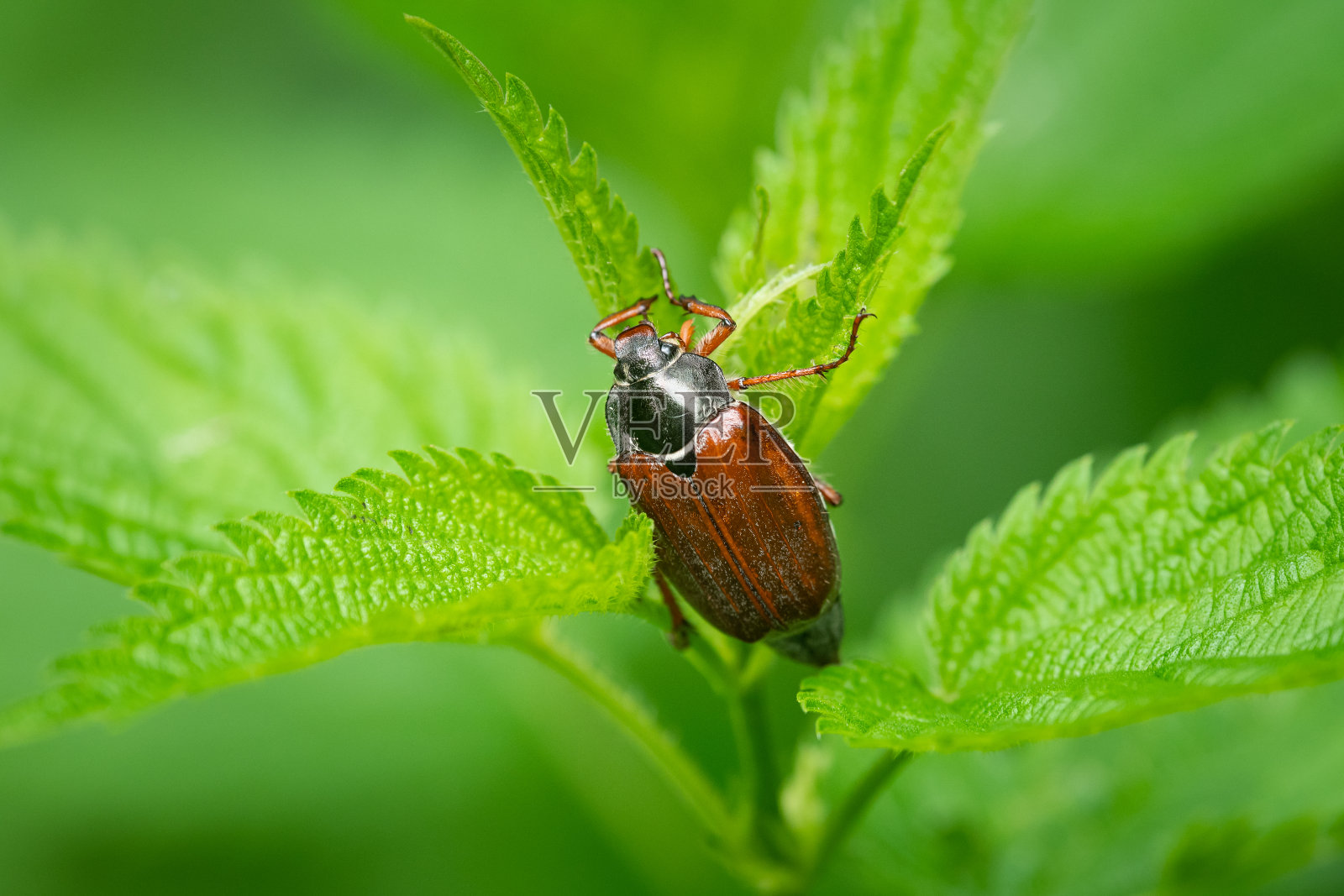 一只坐在绿色植物上的五月虫照片摄影图片