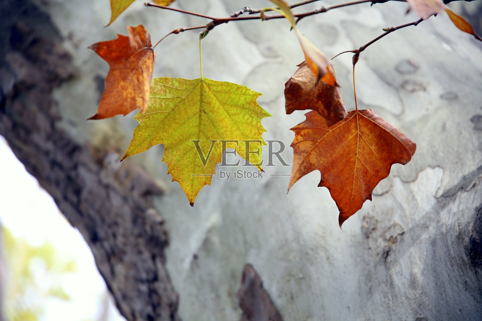 颜色变化在秋天的叶子，与一个清楚的树干树皮的背景照片摄影图片