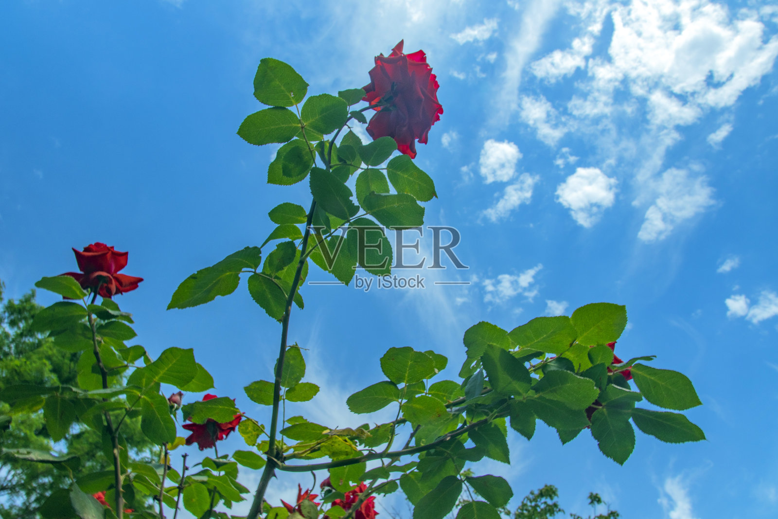 红色玫瑰在花园的风景从底部对着蓝天。照片摄影图片