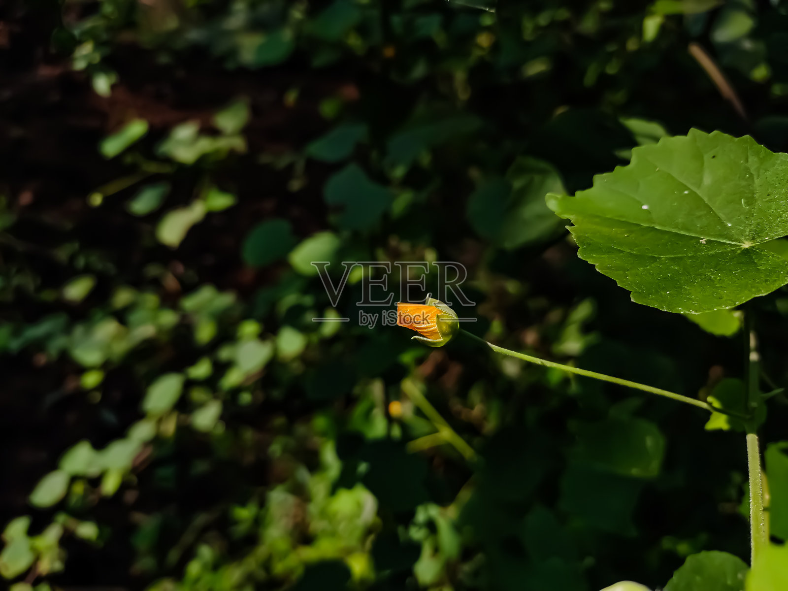 苘麻是锦葵科的一种小灌木，原产于热带和亚热带地区，有时作为观赏植物栽培。照片摄影图片