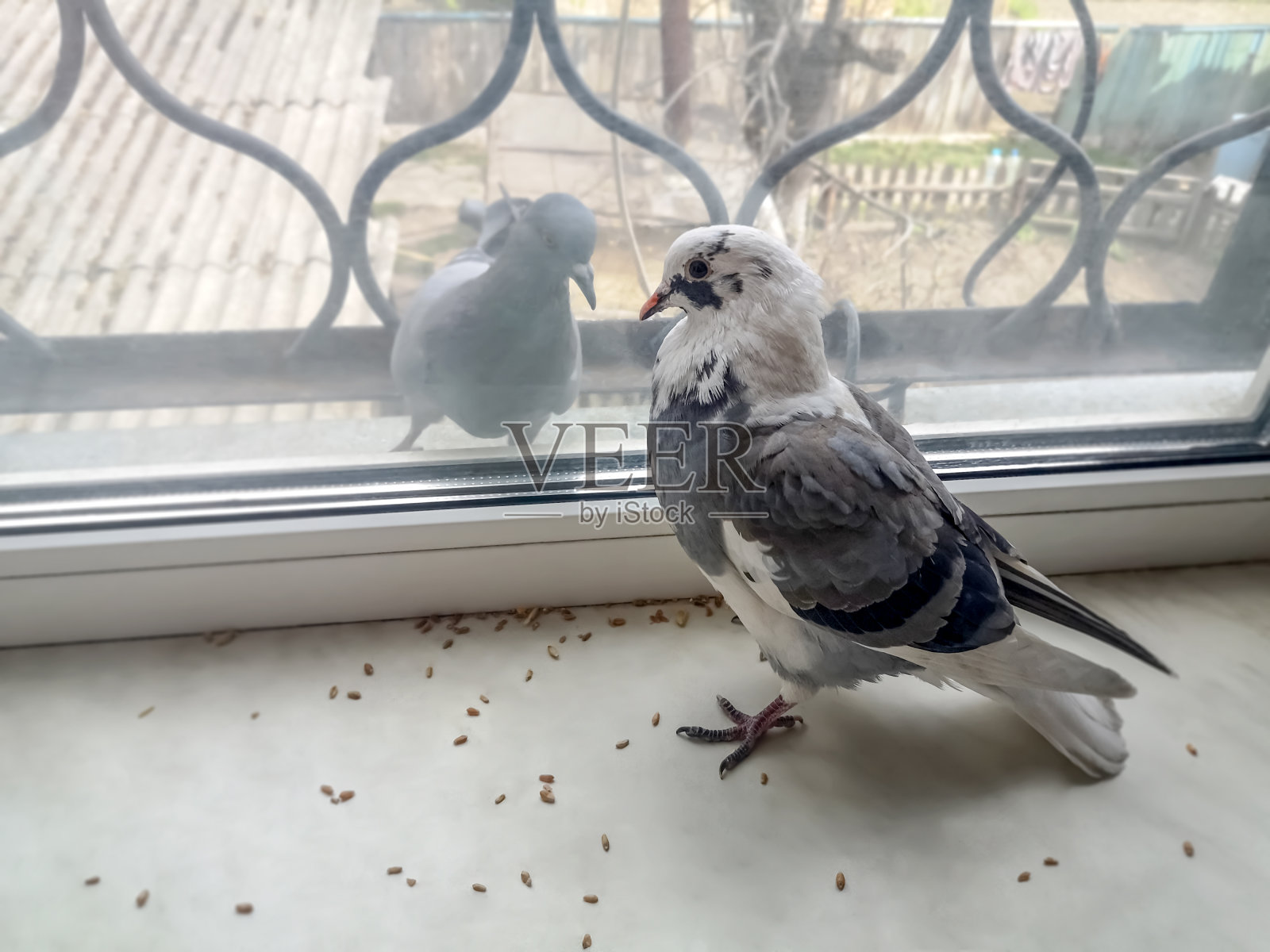 两只鸽子分别在窗玻璃的两侧。一只美丽的灰白色斑点鸽子站在窗台上的谷粒中间，另一只饥饿的灰白色鸽子羡慕地看着它照片摄影图片