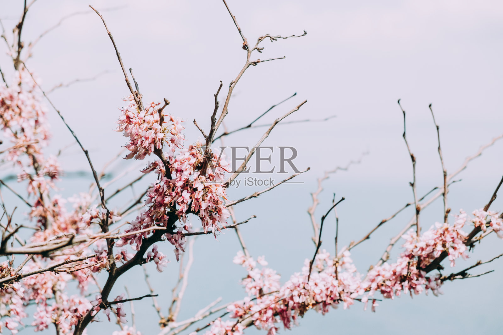 樱花树枝照片摄影图片