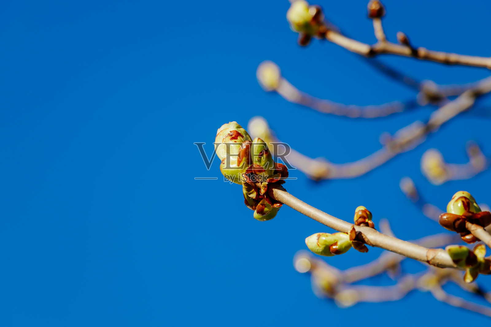 树上的绿芽，映衬着蔚蓝的天空。栗子树枝上的新鲜叶子。春天的概念。照片摄影图片