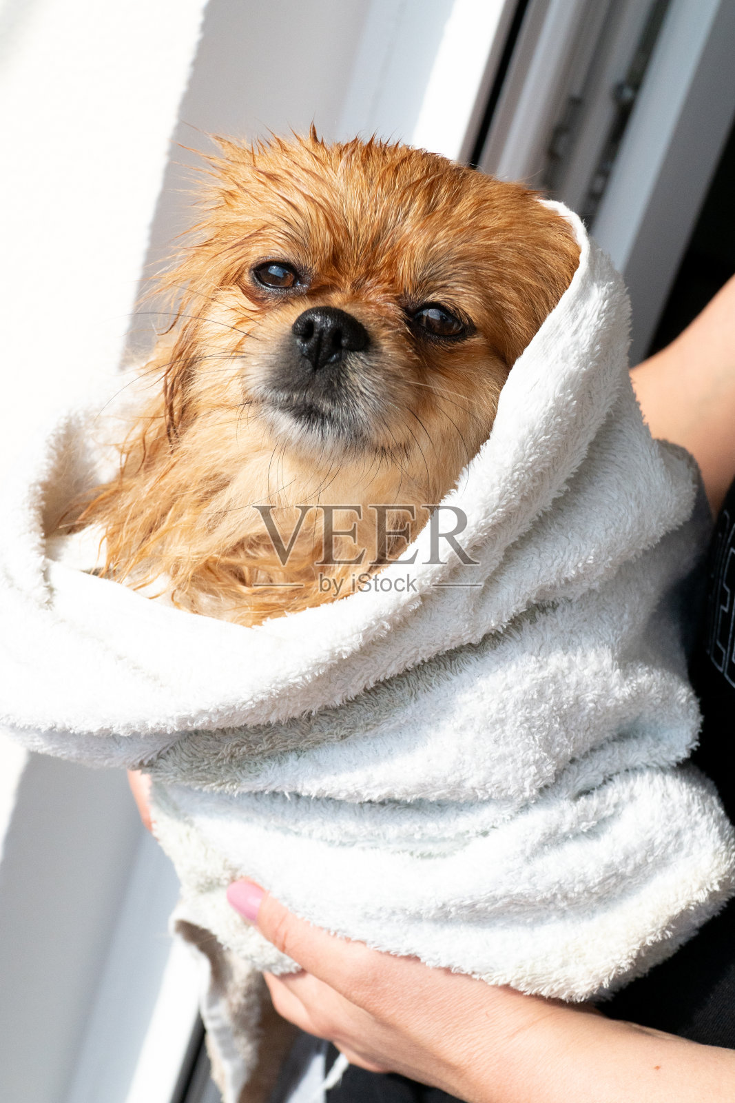 小狗洗澡后裹着毛巾。照片摄影图片