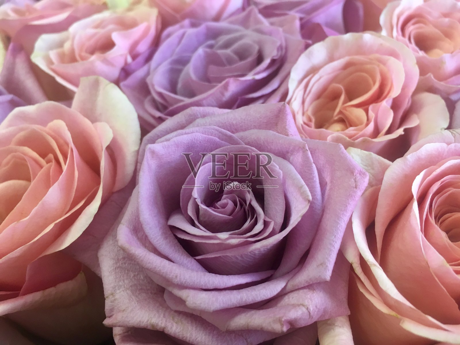 紫色玫瑰，淡色玫瑰，丁香玫瑰照片摄影图片