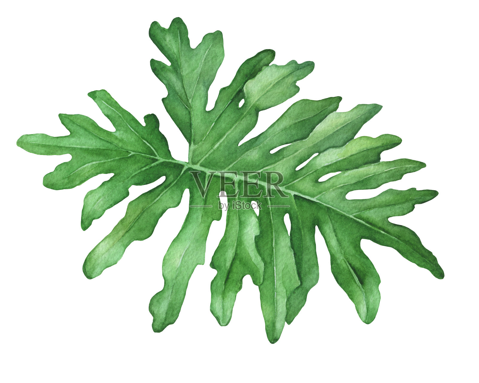 philodendron的绿色热带丛林叶子(也称为philodendron bipinnatifidum, Selloum, horsehead)。手绘水彩画插图孤立的白色背景。设计元素图片