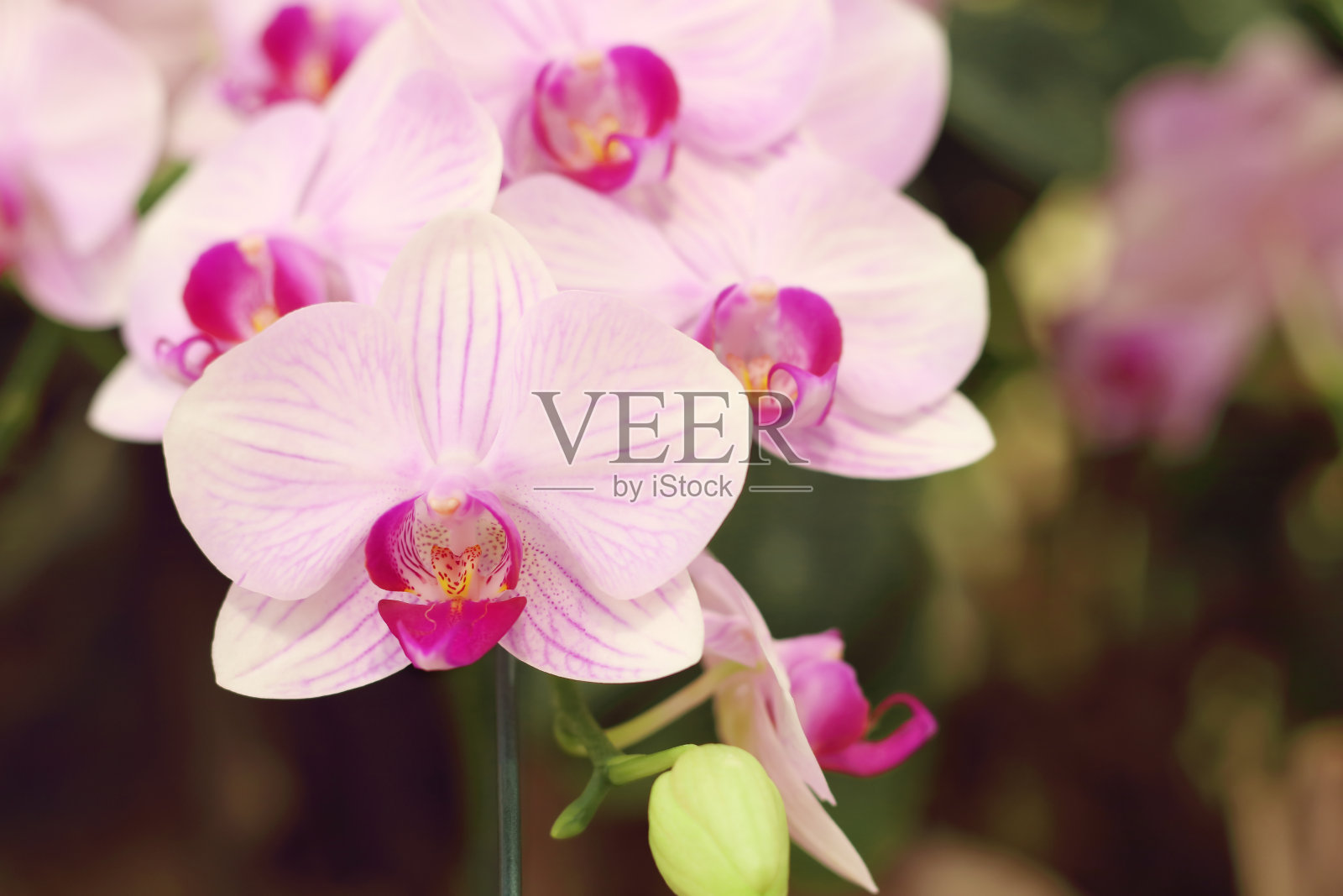 近距离的白色和紫色蝴蝶兰花正在花园里盛开。照片摄影图片