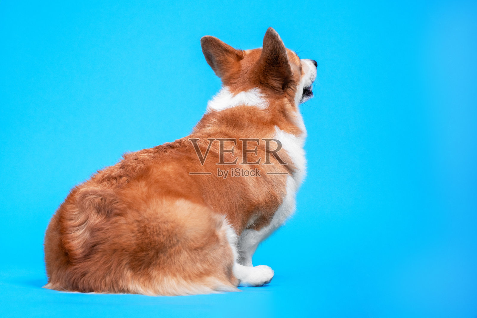 后视图狗可爱的威尔士柯基彭布罗克，向上看在蓝色的背景。易怒和不高兴的宠物。本空间照片摄影图片