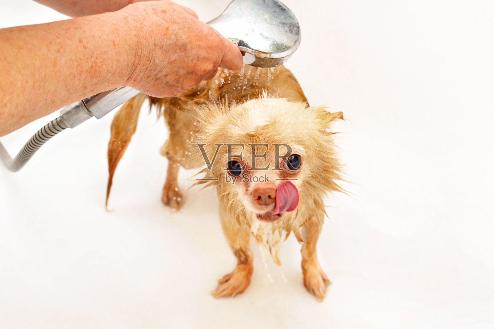 一位年长的女士用手给她的宠物洗澡，手里拿着一个水龙头，里面有一股水流。一只米色的小吉娃娃狗被洗在白色的浴缸里。这只动物害怕地舔着舌头，看着镜头。照片摄影图片