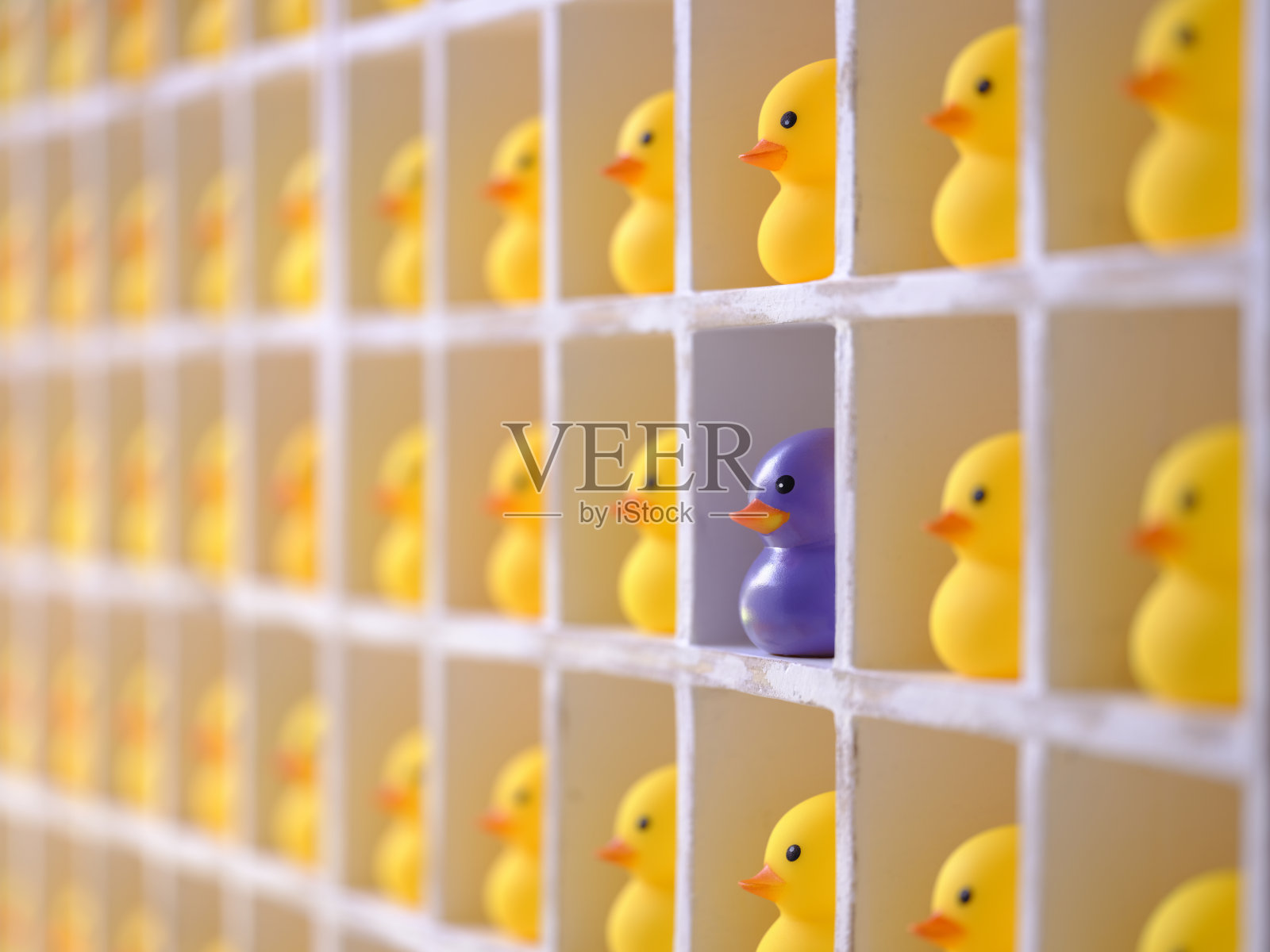 许多黄色的橡皮鸭在木制鸽子洞隔间与焦点是一个不同的紫色橡皮鸭在一个隔间。照片摄影图片