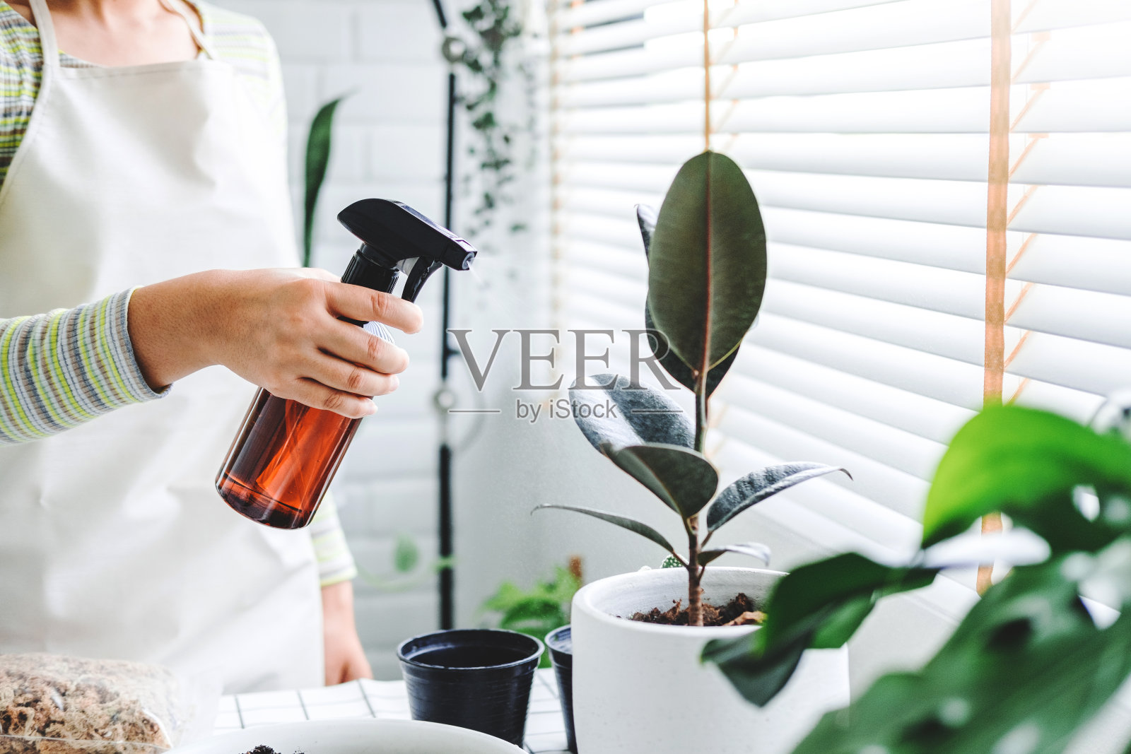 亚洲妇女在早上在家里用喷雾瓶给室内植物浇水照片摄影图片
