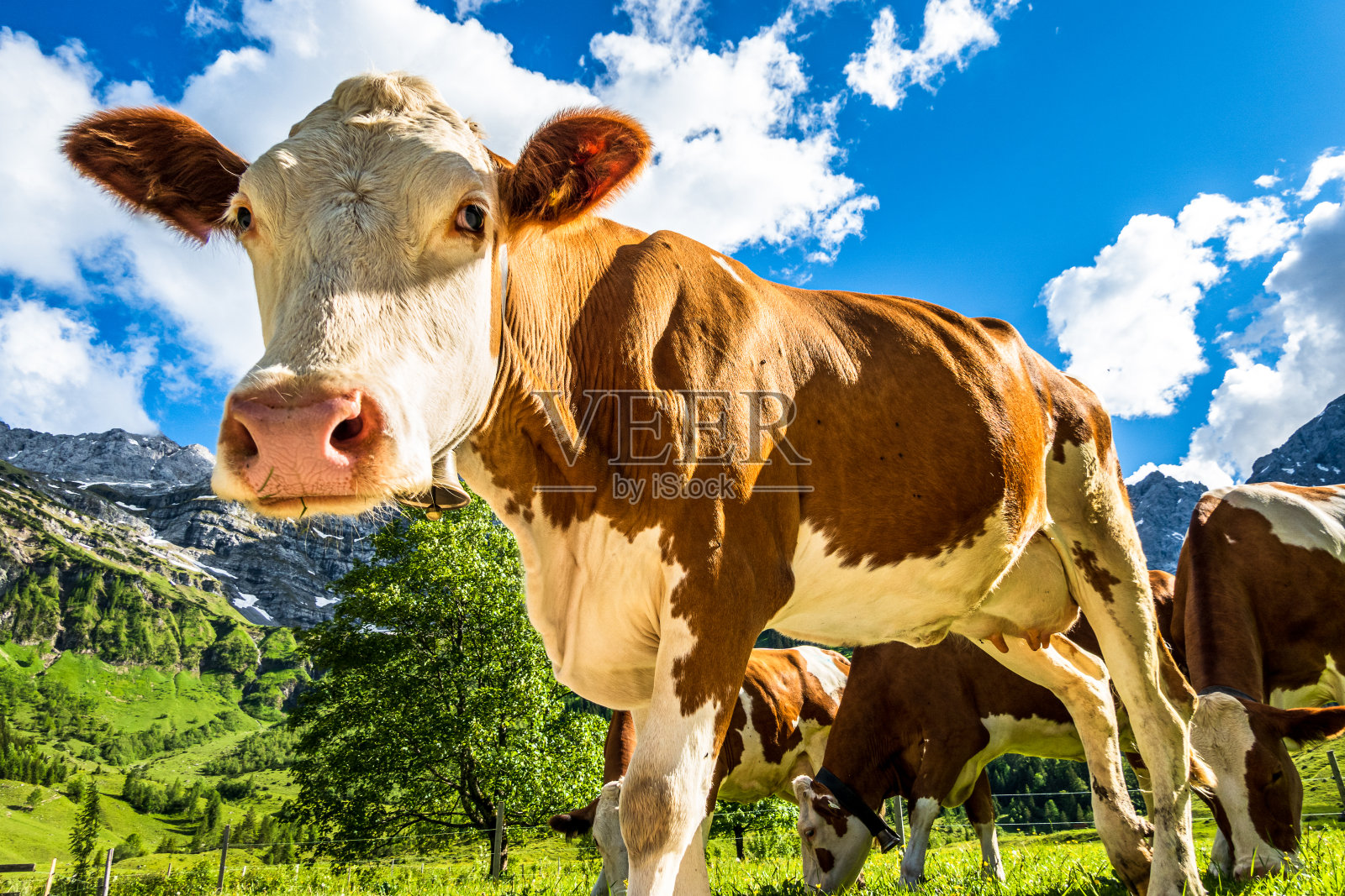 奥地利英格阿尔姆的好牛照片摄影图片