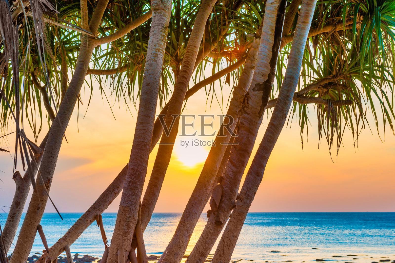 日落的大海和沙滩上有椰子树照片摄影图片