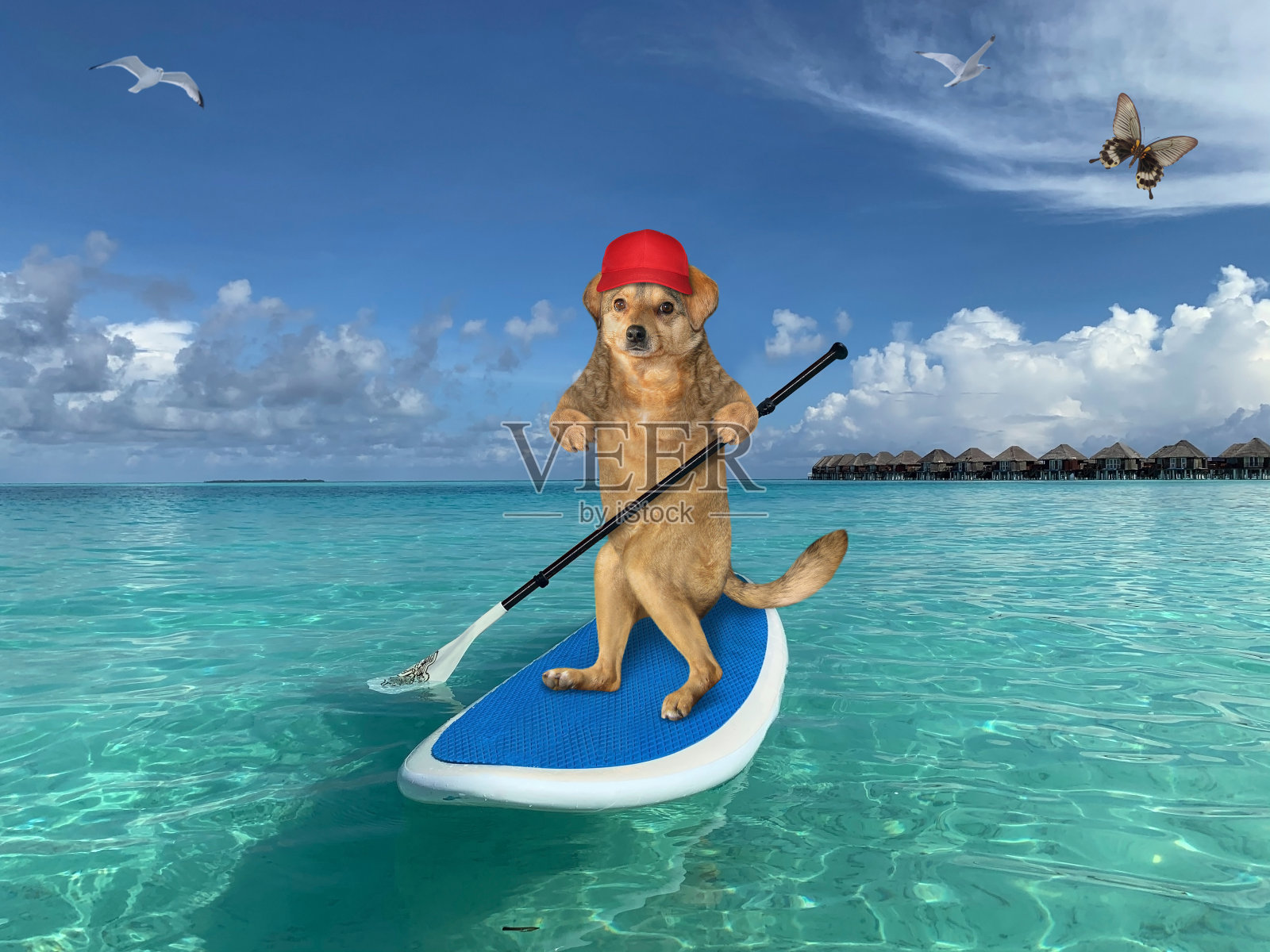 狗漂浮在冲浪板上照片摄影图片