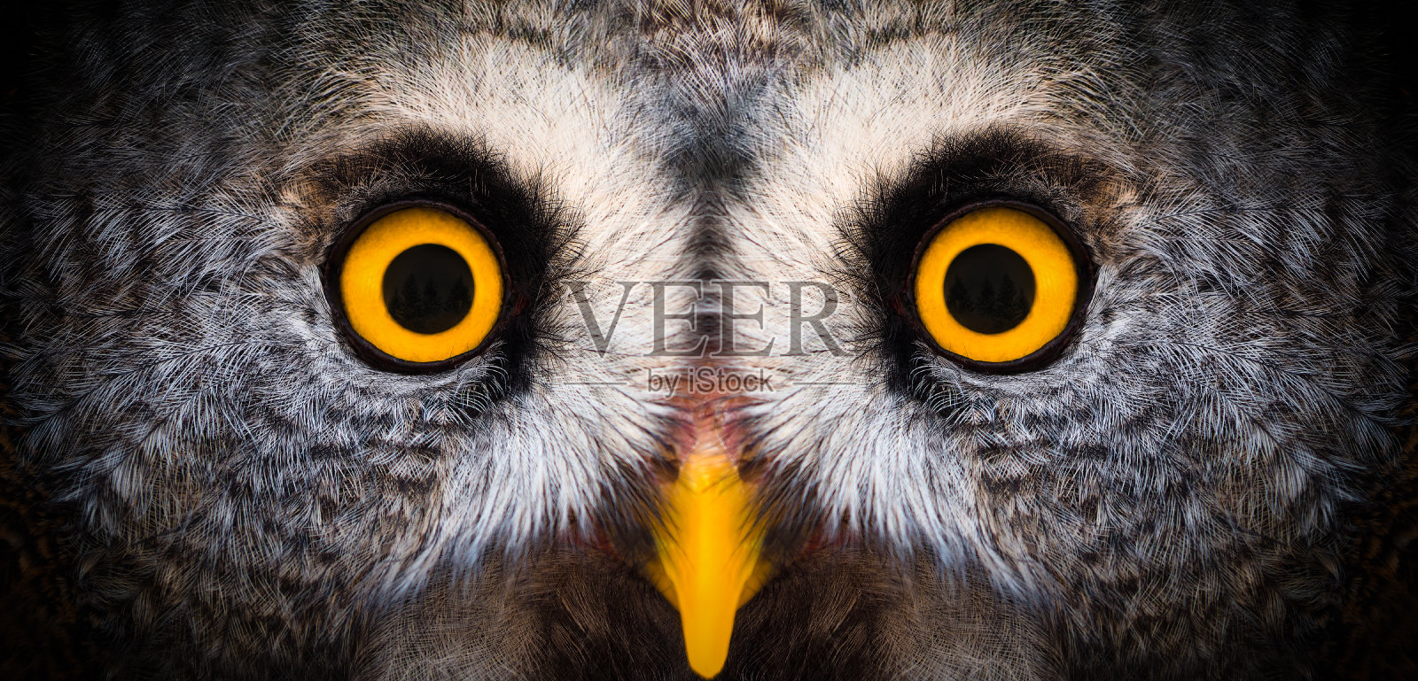 一只猫头鹰的黄色大眼睛特写。猫头鹰的眼睛看着相机。夜行猛禽，双目视觉照片摄影图片