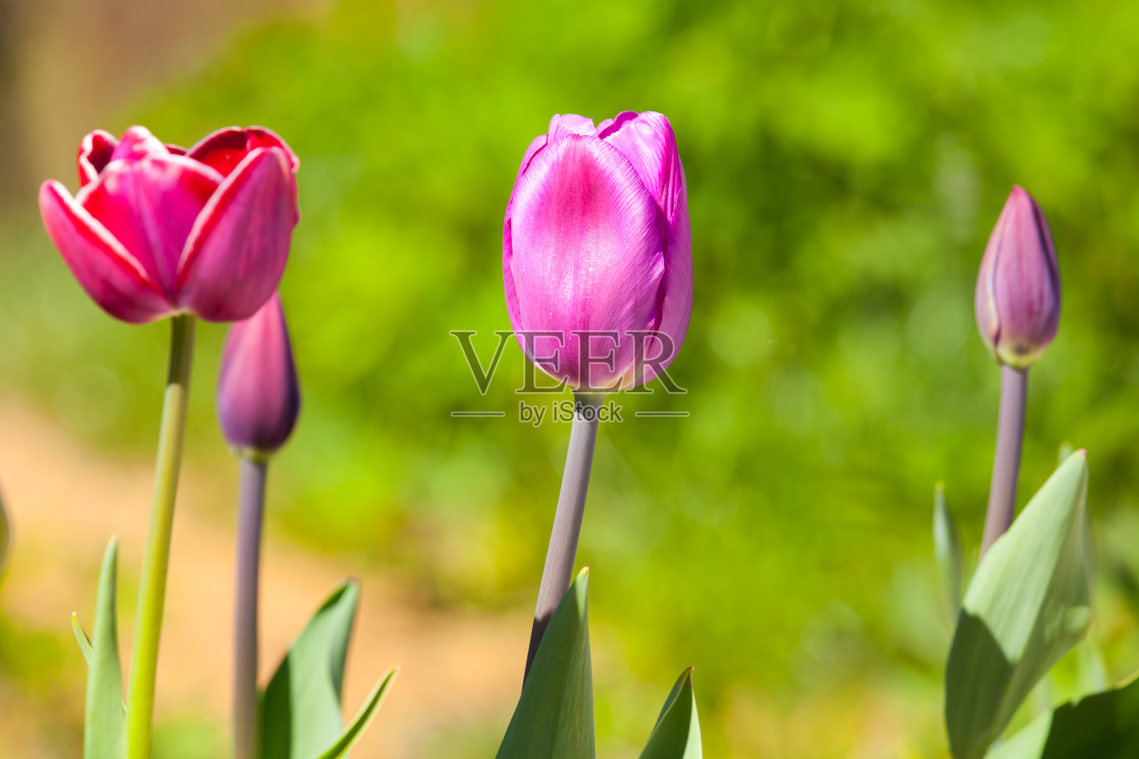 明亮的郁金香花生长在花园里，特写照片摄影图片
