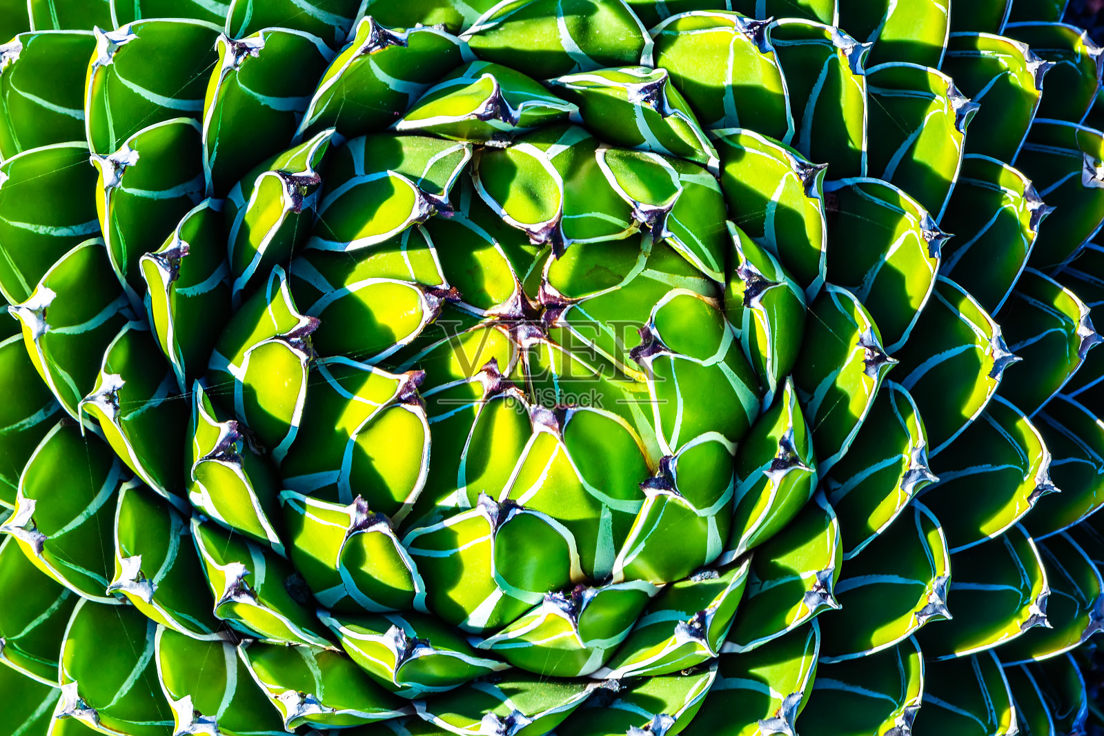 龙舌兰(维多利亚女王龙舌兰，皇家龙舌兰)是多年生开花的肉质植物，以其几何形状的叶子上的白色条纹而闻名。艺术照片。美丽的世界。照片摄影图片