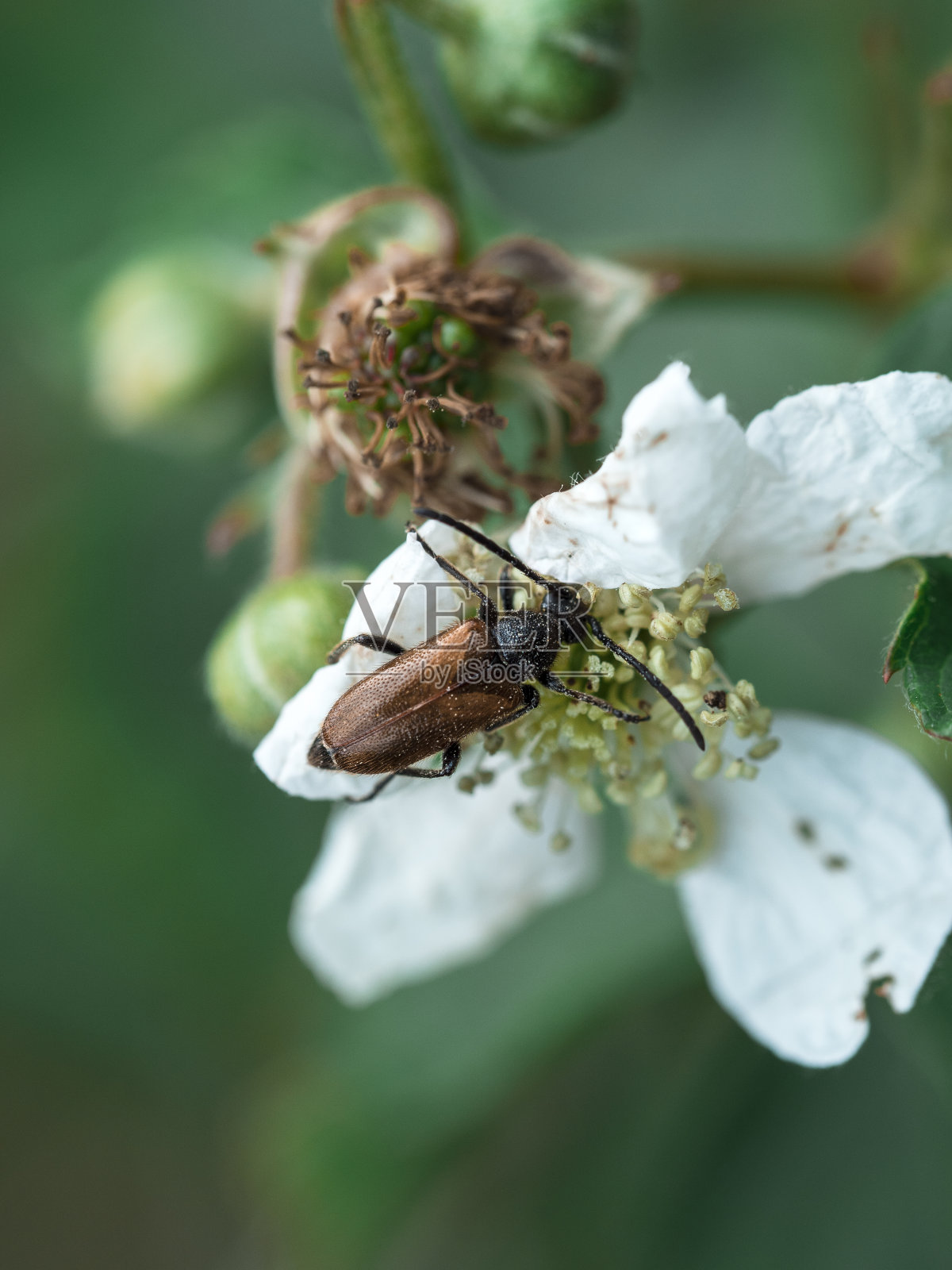甲虫在花照片摄影图片