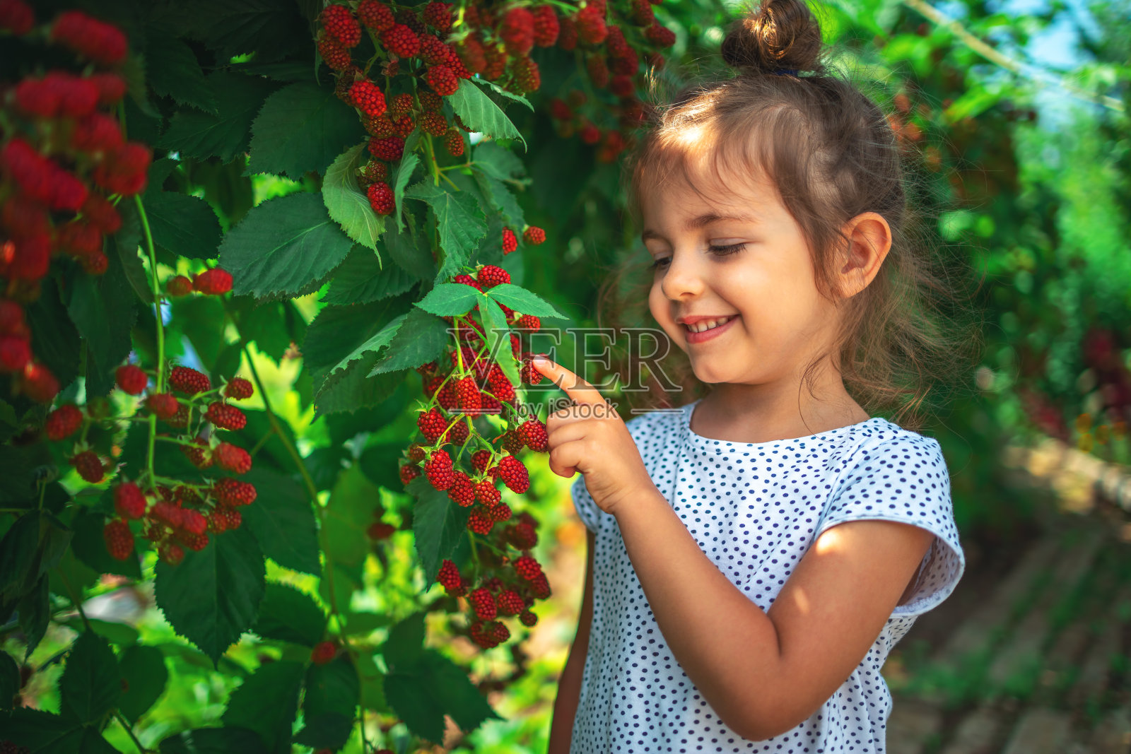 小女孩在农田里采摘覆盆子。孩子喜欢有机水果的味道照片摄影图片