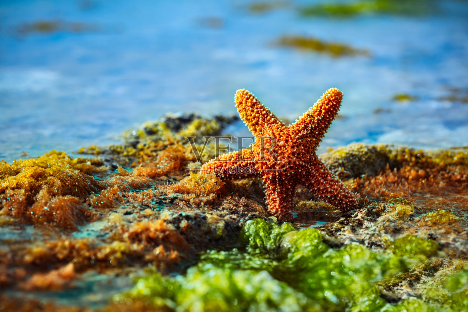 美丽的海星在海草之间的海湾照片摄影图片