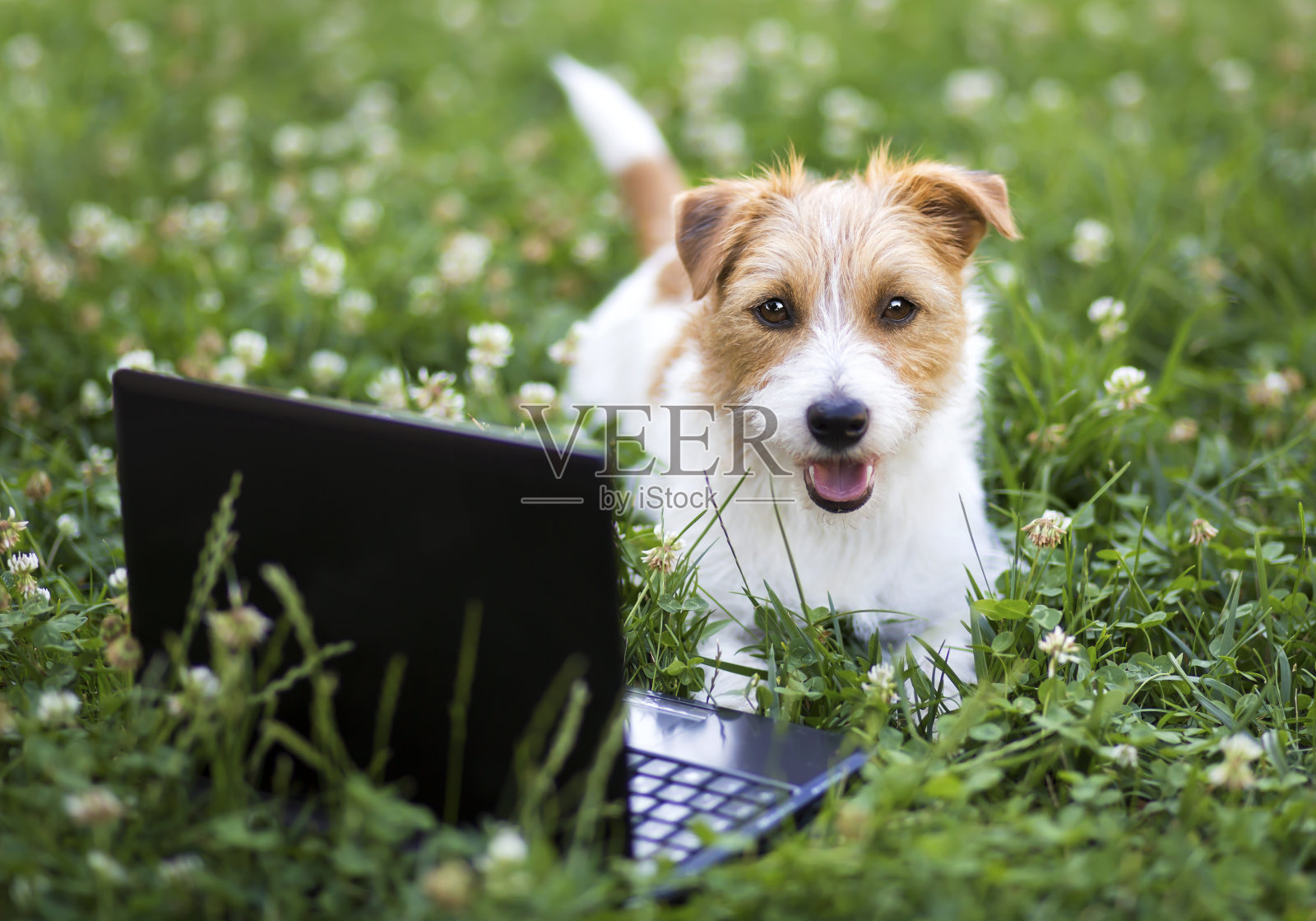 可爱的宠物狗小狗和一个笔记本电脑在草地上照片摄影图片