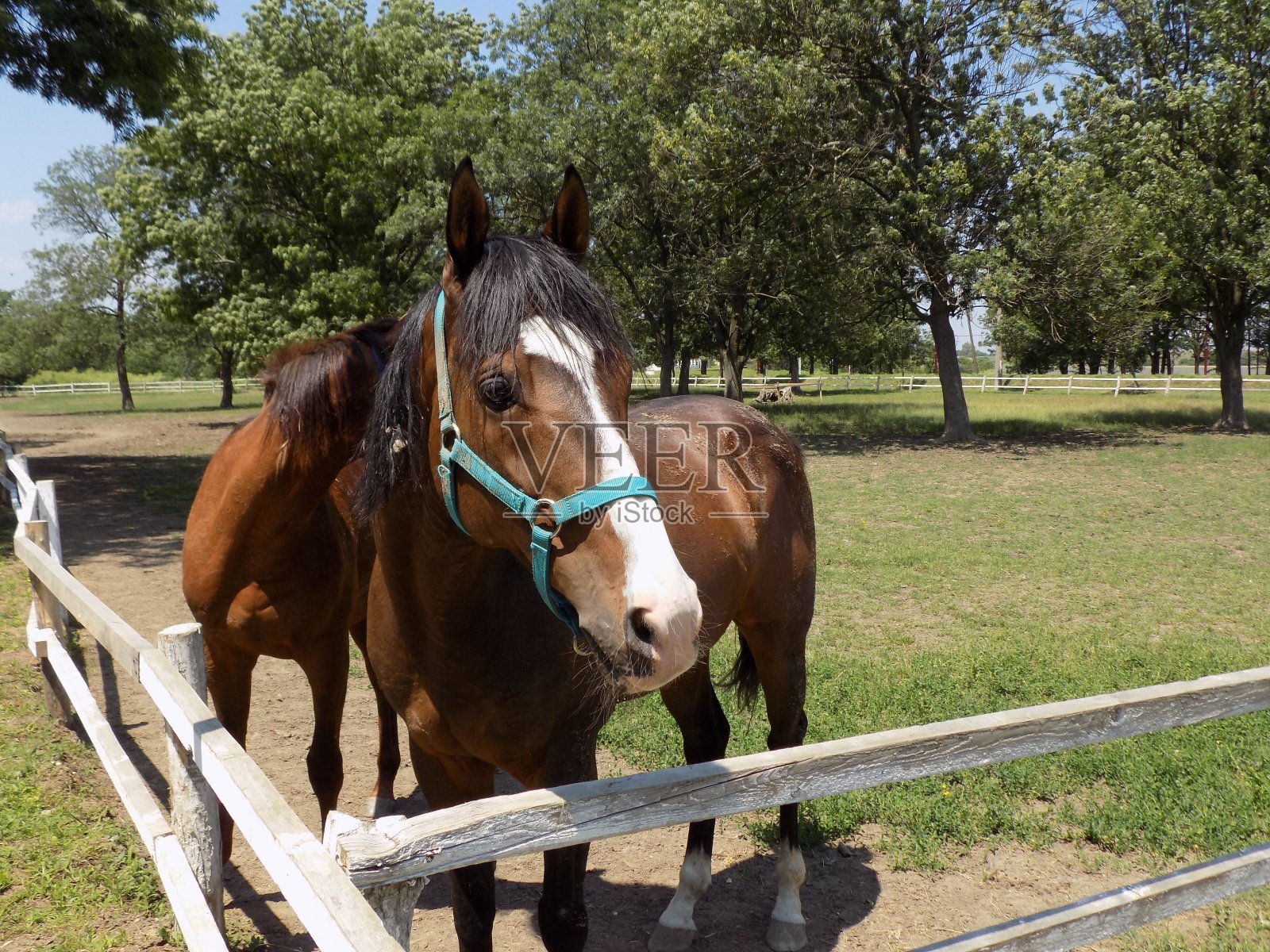 畜栏里的两匹棕色的马照片摄影图片