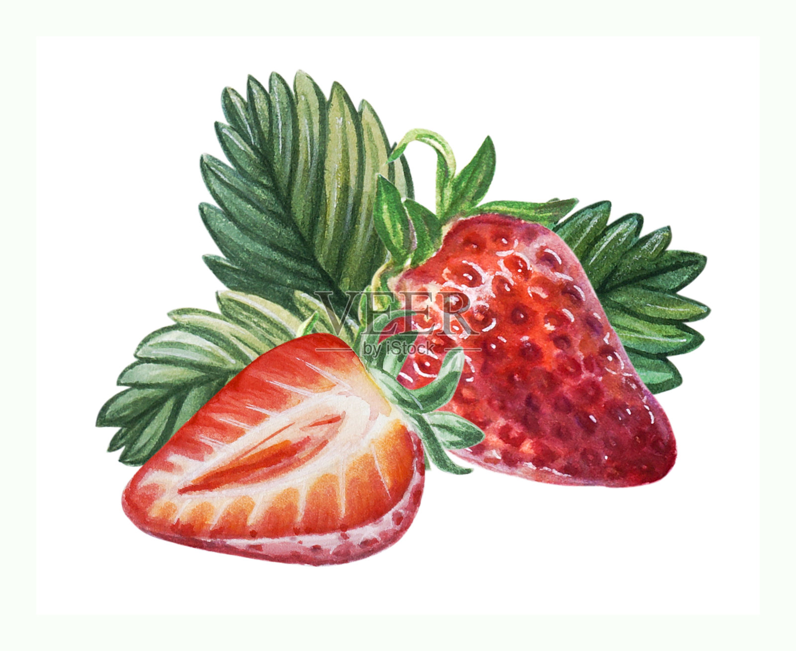 水彩红色多汁草莓，一半的浆果和叶子。手绘食物插图。水果打印。标志设计。插画图片素材